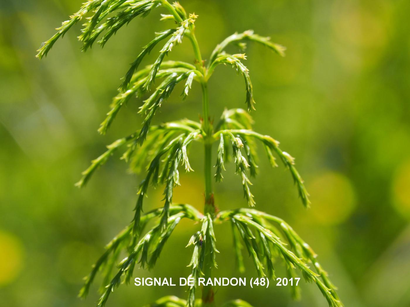 Horsetail, Wood flower